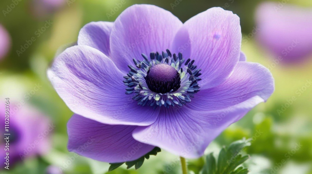 A captivating anemone flower shining in soft spring sunlight. A captivating anemone flower shining in soft spring sunlight.