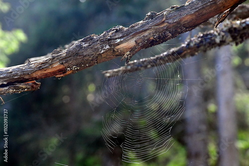 Nahaufnahme eines Spinnenetzes, welches im Sonnenlicht glitzert