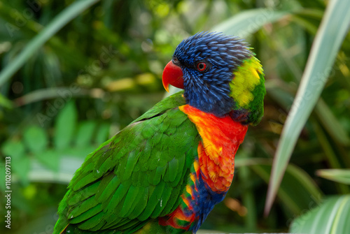 Vibrant Rainbow Lorikeet Perched in Tropical Foliage photo