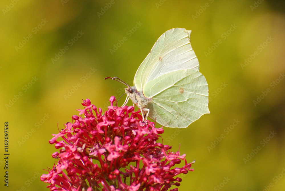 A close-up of a common brimstone butterfly perched delicately on a bright red flower. A close-up of a common brimstone butterfly perched delicately on a bright red flower.
