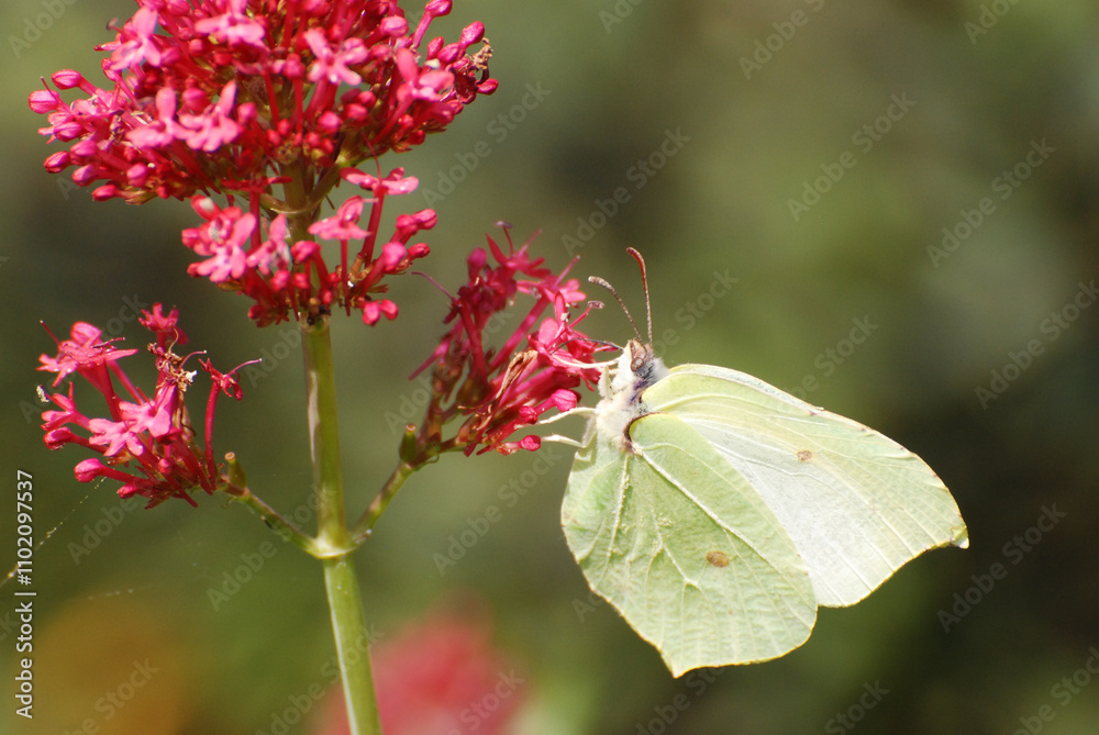 A close-up of a common brimstone butterfly perched delicately on a bright red flower. A close-up of a common brimstone butterfly perched delicately on a bright red flower.