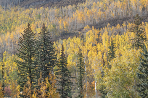 Mixed forest in the San Juan Range, southwestern Colorado  photo
