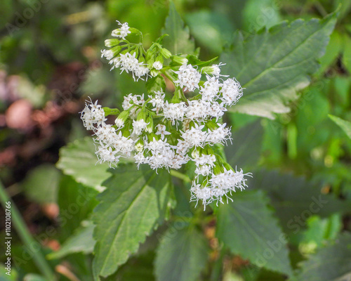 Ageratina altissima | White Snakeroot | Native North American Woodland Wildflower photo