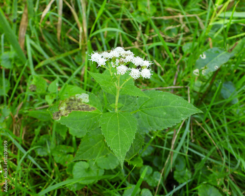 Ageratina altissima | White Snakeroot | Native North American Woodland Wildflower photo