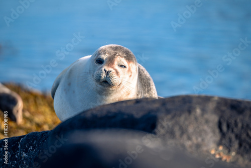 Seal chilling in sunlight on Snaefellsnes pennisula in Iceland photo