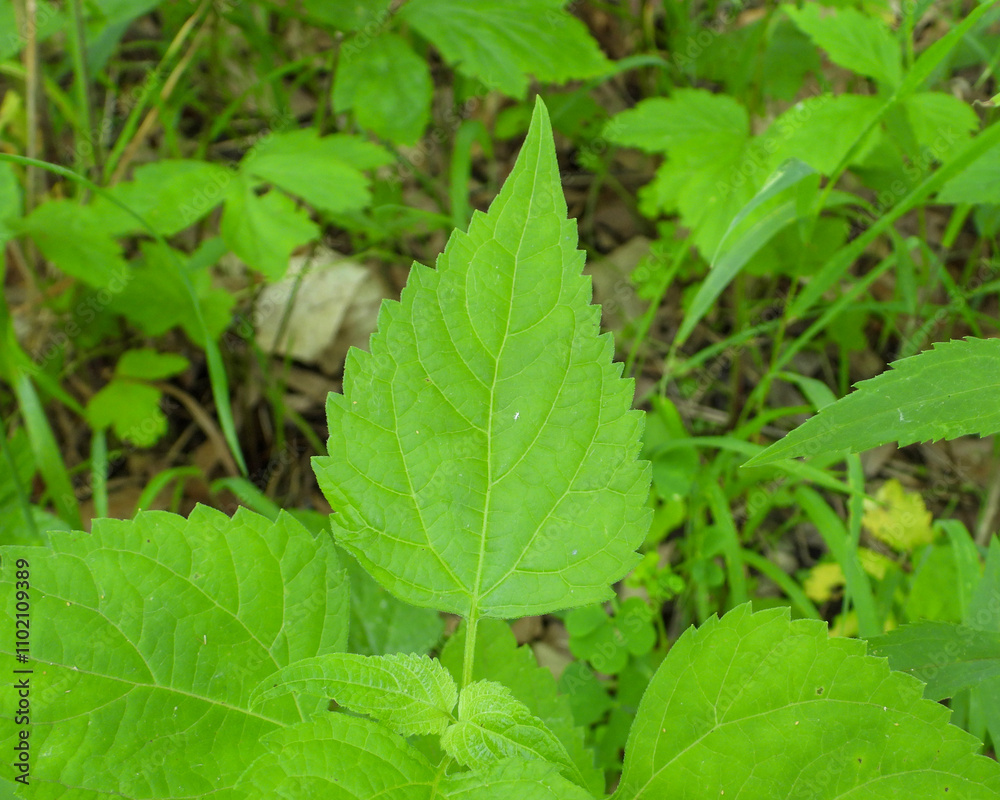 Ageratina altissima | White Snakeroot | Native North American Woodland Wildflower Ageratina altissima | White Snakeroot | Native North American Woodland Wildflower