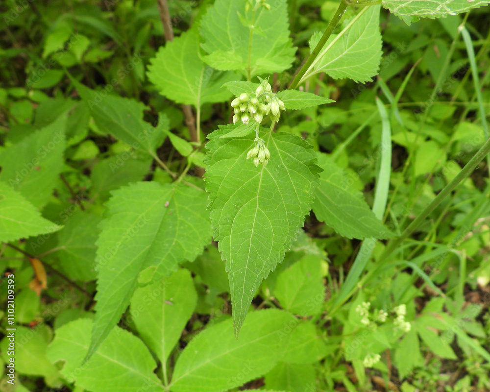 Ageratina altissima | White Snakeroot | Native North American Woodland Wildflower Ageratina altissima | White Snakeroot | Native North American Woodland Wildflower