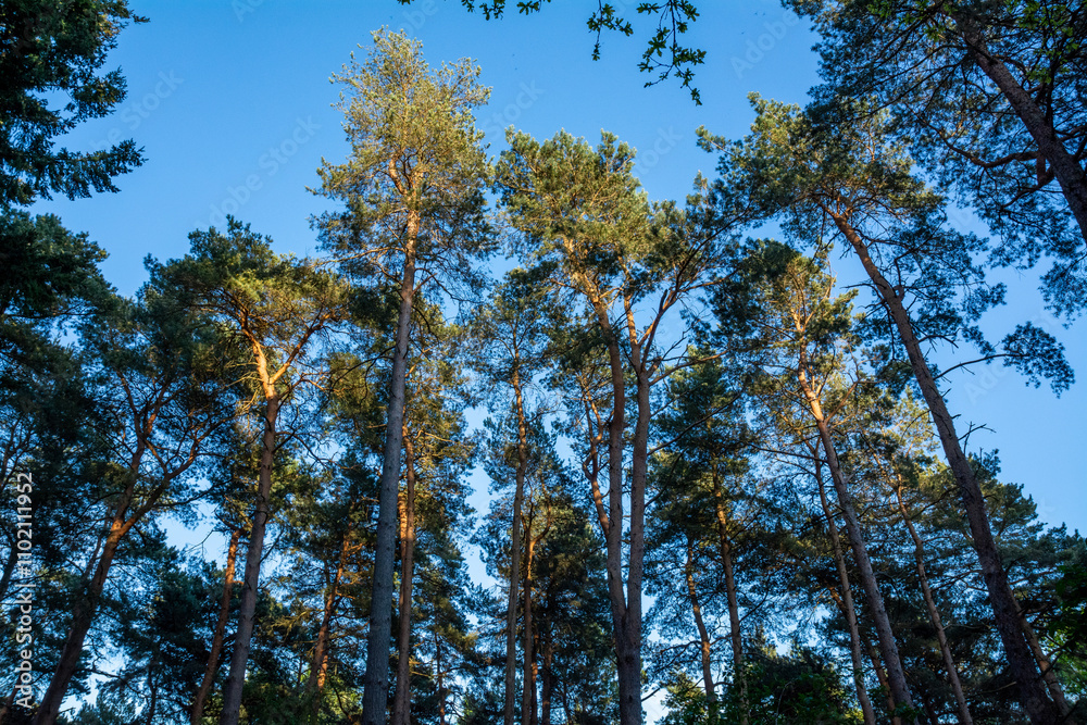 Towering Pine Trees Against a Clear Blue Sky Towering Pine Trees Against a Clear Blue Sky