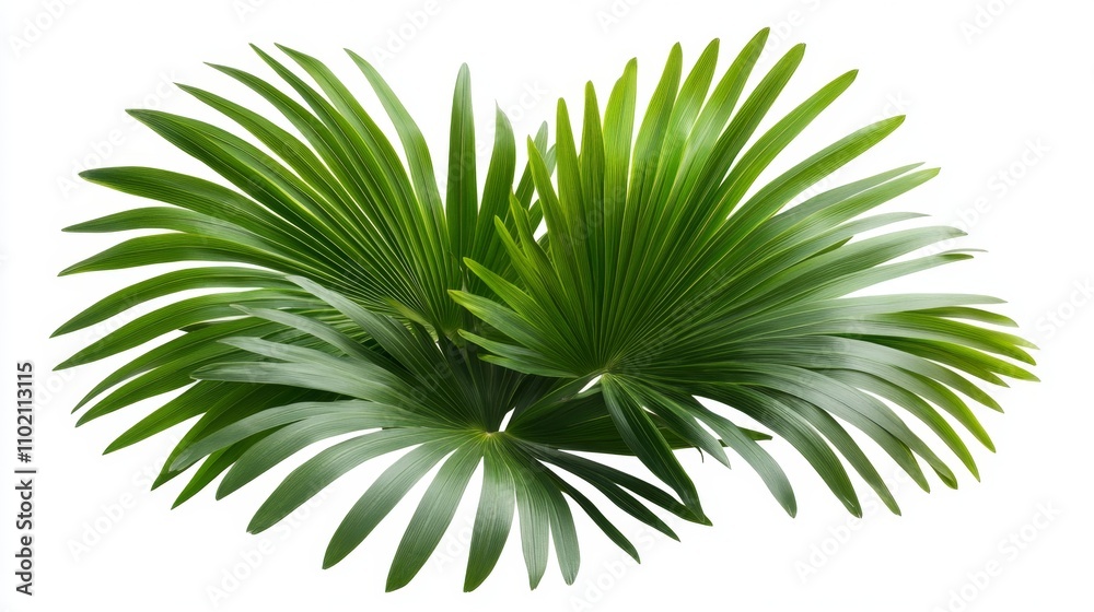 palm with green leaves isolated on white background palm with green leaves isolated on white background