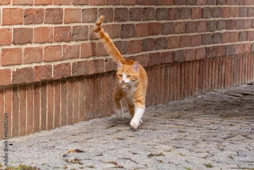 Orange ginger Tabby Cat with white paws Carrying a Mouse Along a Brick Wall