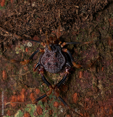 A dorsum of Amazochroma sp. photo