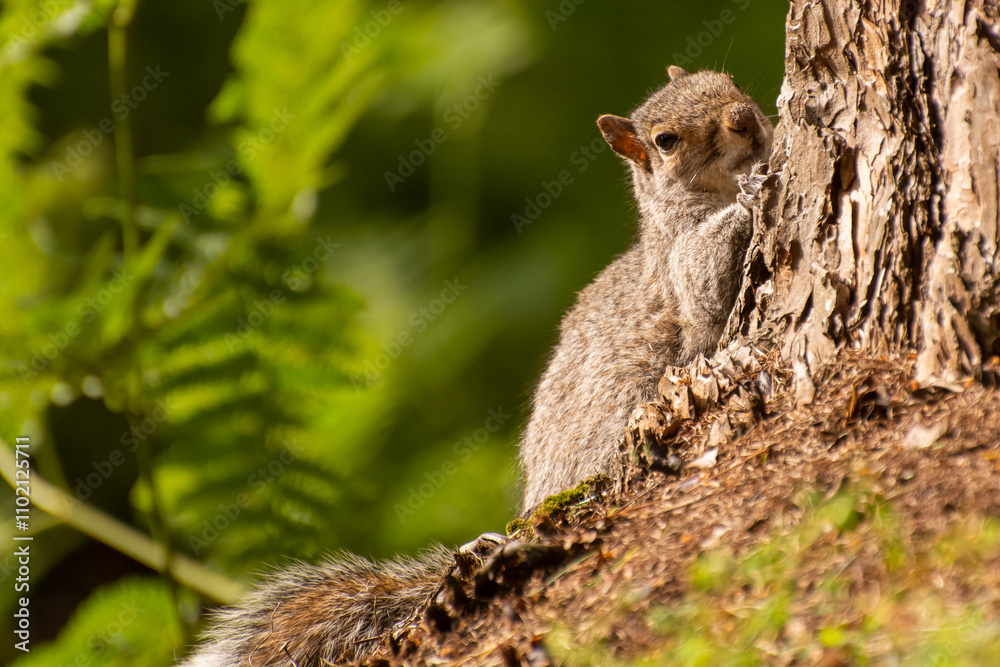 Close-up of a Grey Squirrel foraging on the ground near a tree. Close-up of a Grey Squirrel foraging on the ground near a tree.