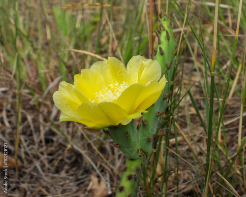 Opuntia humifusa | Eastern Prickly Pear | Native North American Cactus Flower