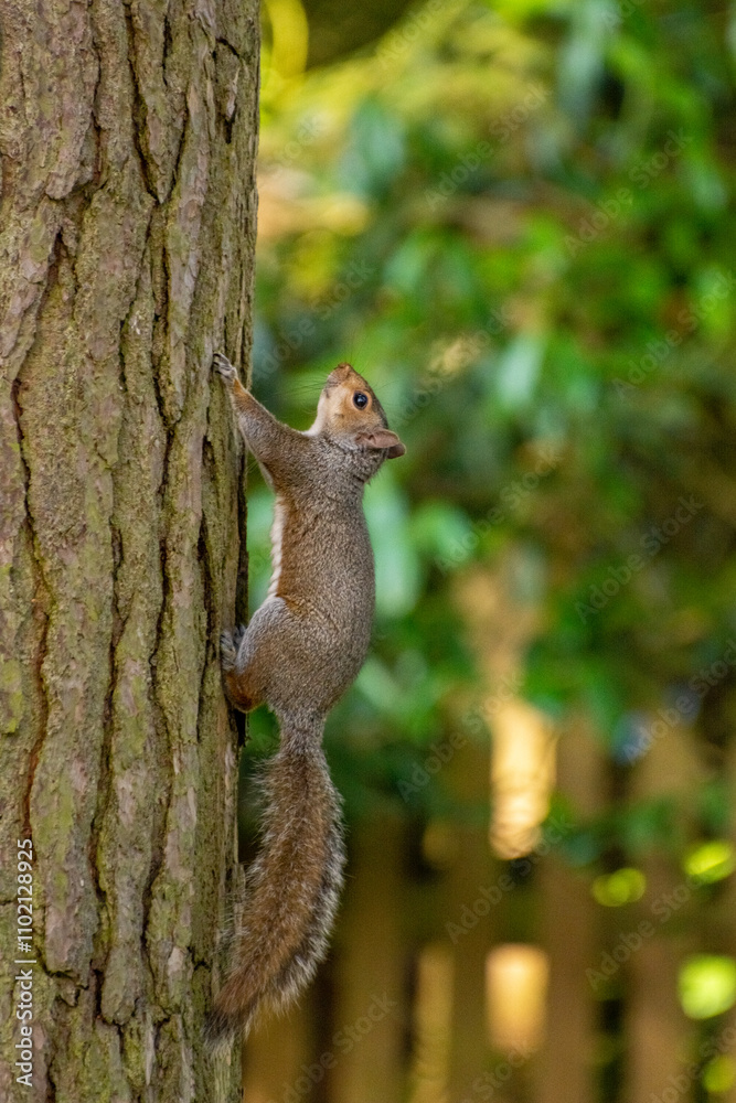 Grey Squirrel Climbing a Tree in Woodland Grey Squirrel Climbing a Tree in Woodland