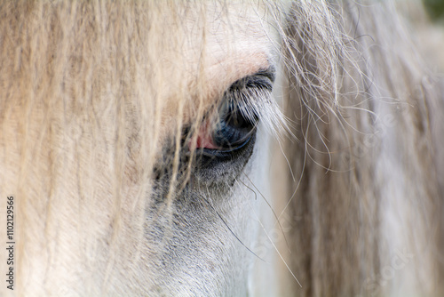 Closeup of a White Horse's Eye with Fine Hair Details"