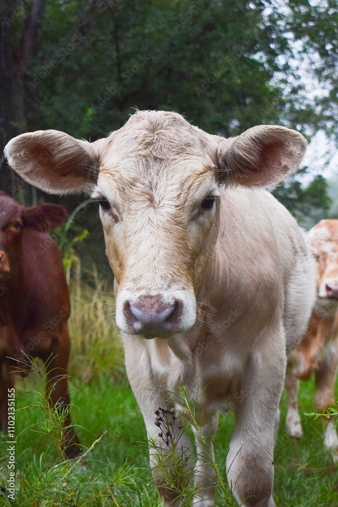 white cow standing in the field looking ahead white cow standing in the field looking ahead