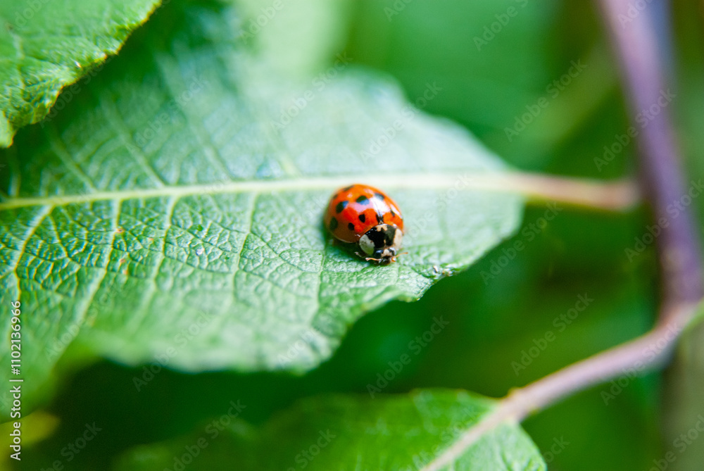 Ladybird ladybug sits on a green leaf macro closeup photograph Ladybird ladybug sits on a green leaf macro closeup photograph