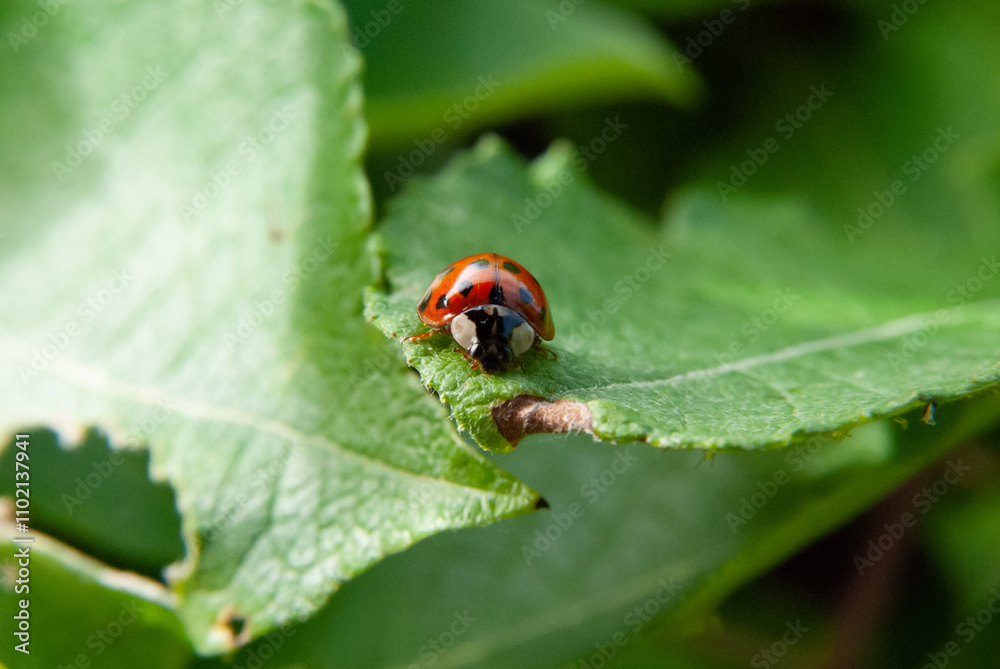 Close-Up of a Ladybug on a Green Leaf Close-Up of a Ladybug on a Green Leaf