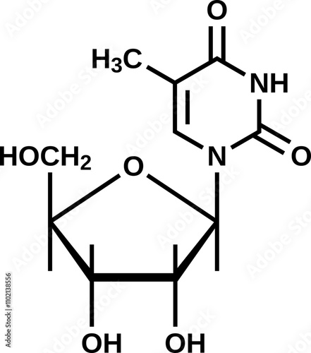 Nucleoside 5-methyluridine structural formula, ribothymidine vector illustration
