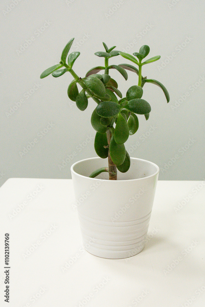 Jade Plant in a White Pot on Minimalist Background Jade Plant in a White Pot on Minimalist Background