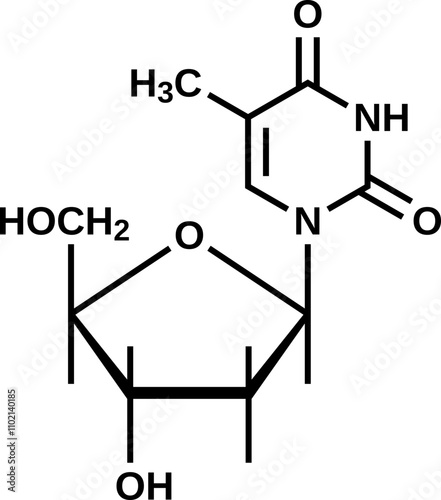 Nucleoside thymidine structural formula, DNA component deoxythymidine vector illustration
