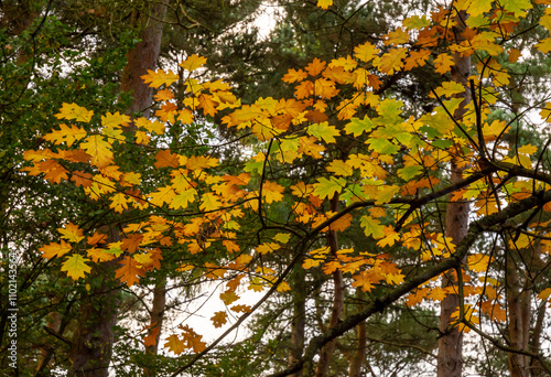 Bright orange and yellow autumn leaves captured against a backdrop of tall forest trees, showcasing the beauty of fall.