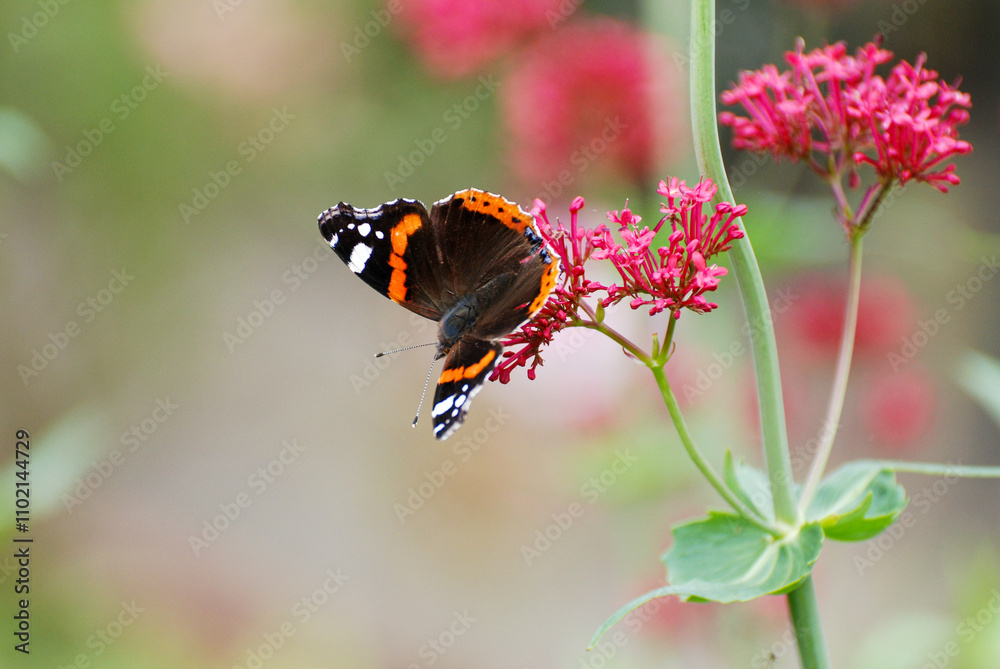 Red Admiral Butterfly Feeding on Pink Flowers Red Admiral Butterfly Feeding on Pink Flowers
