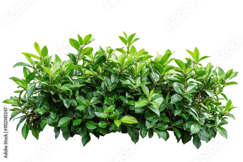 Lush green tropical plant bushes isolated on white or transparent background, png