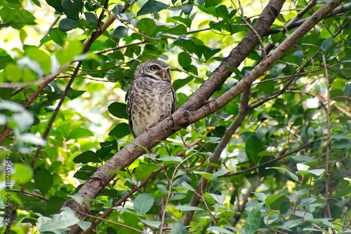 spotted owl perched on leafy branch of tree