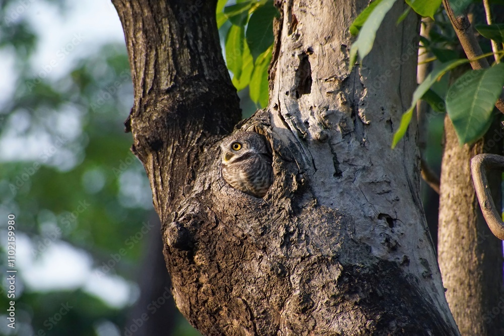 Obraz premium Spotted Owlet with yellow eyes, living in hollow tree in soft sunlight
