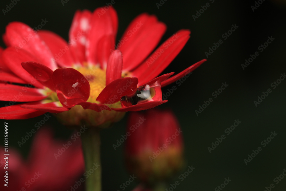 red alpine aster purple flower macro photo red alpine aster purple flower macro photo
