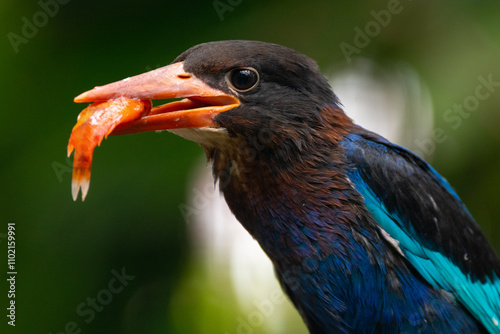 The Javan kingfisher (Halcyon cyanoventris), sometimes called the blue-bellied kingfisher or Java kingfisher photo