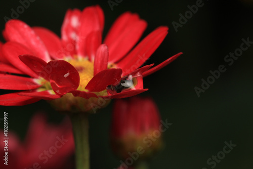 red alpine aster purple flower macro photo photo