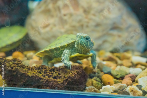 Small turtle in an aquarium in close-up