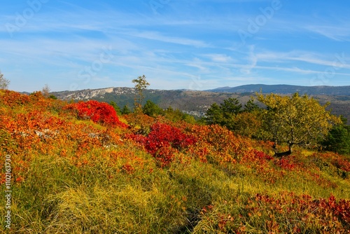 Mediterranean vegetation with red autumn smoke tree (Cotinus coggygria) in Čičarija karst plateau in Istria, Primorska, Slovenia