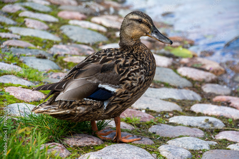 Fototapeta premium Duck