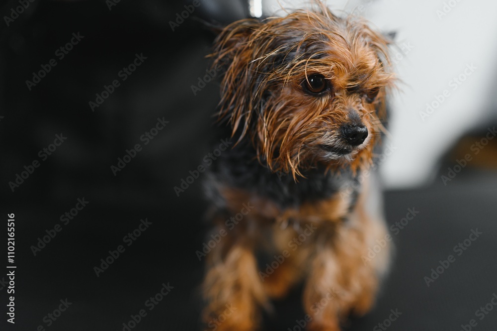 In a special grooming salon, a cute dog is dried with a hairdryer after a bath. A groomer takes care of a small puppy's fur. Concept for pet hygiene, veterinary medicine and professional care In a special grooming salon, a cute dog is dried with a hairdryer after a bath. A groomer takes care of a small puppy's fur. Concept for pet hygiene, veterinary medicine and professional care