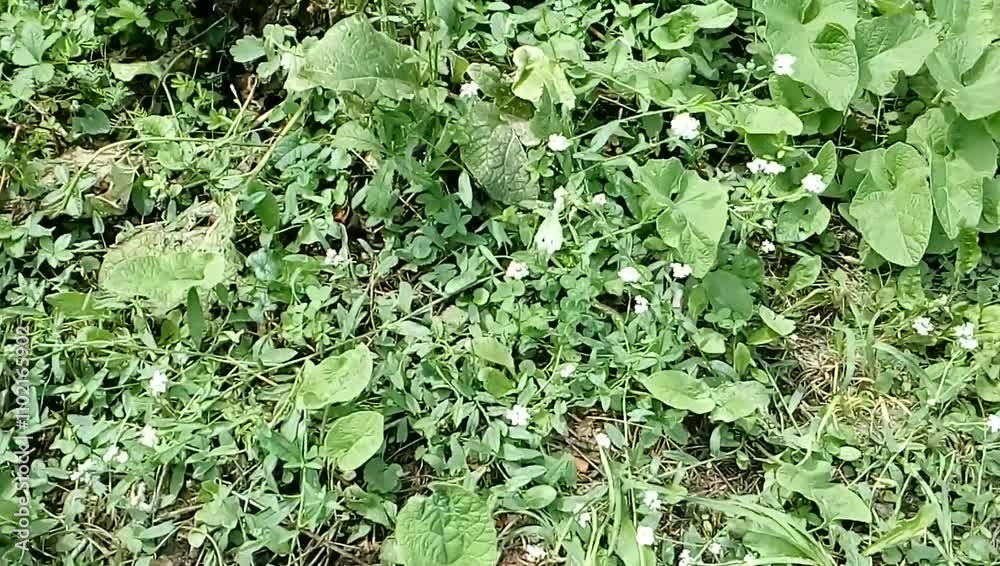 green ivy wall with butterfly flying above it green ivy wall with butterfly flying above it