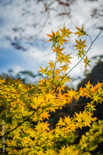 Geibikei gorge valley Japan, travel destinations in autumn or fall season, color of Maple leaf in yellow, orange and green. Nature and mountain attraction view. floating activity. Japan sightseeing. photo