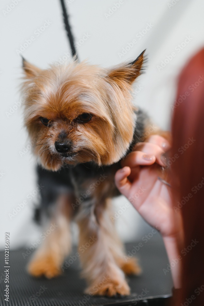 Funny Yorkshire terrier in a grooming salon Funny Yorkshire terrier in a grooming salon