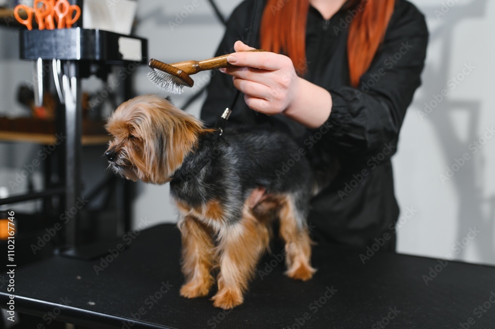 Yorkshire terrier getting facial hair cut Yorkshire terrier getting facial hair cut
