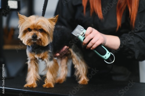 Yorkshire terrier getting facial hair cut photo