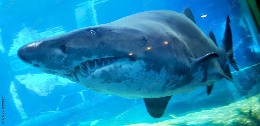 Shark Swims Gracefully Through a Large Aquarium Filled With Clear Blue Water and Lively Marine Surroundings Shark Swims Gracefully Through a Large Aquarium Filled With Clear Blue Water and Lively Marine Surroundings