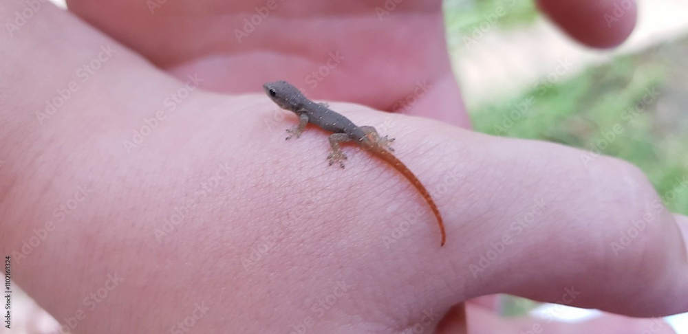 Small Lizard Resting on a Person\'s Hand in a Natural Outdoor Setting During Daylight Small Lizard Resting on a Person\'s Hand in a Natural Outdoor Setting During Daylight