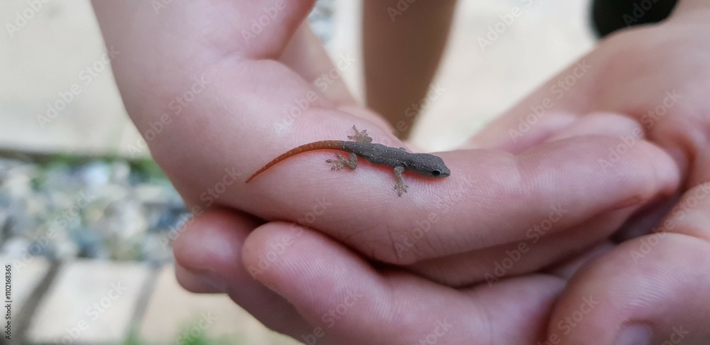 Small Newt Resting on a Child\'s Hand in a Natural Outdoor Setting During Daytime