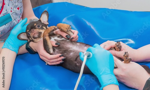 Chihuahua is examined by ultrasound