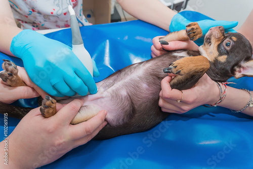Chihuahua is examined by ultrasound
