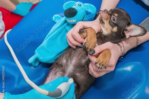 Chihuahua is examined by ultrasound