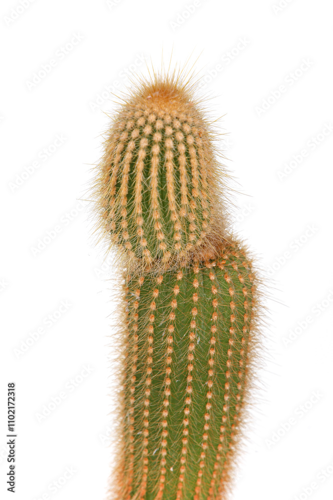 Naklejka premium A cactus with a long stem and spines. The cactus is green and brown. The cactus is tall and thin