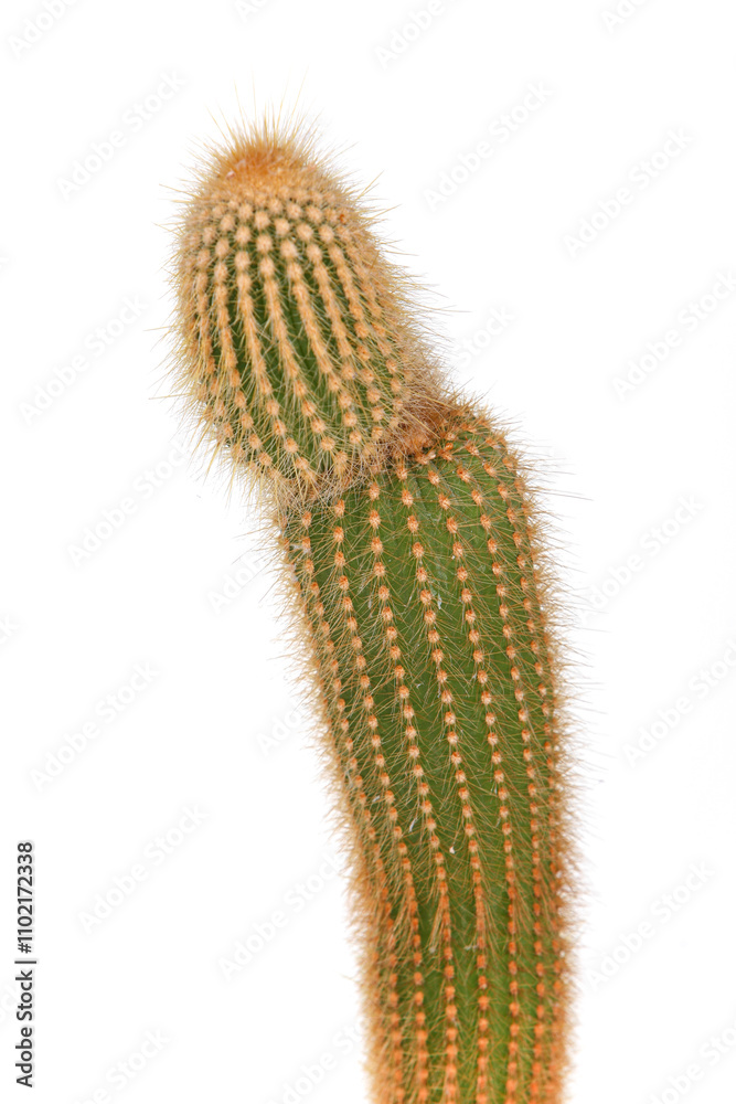 Naklejka premium A cactus with a long stem and spines. The cactus is green and brown. The cactus is tall and thin